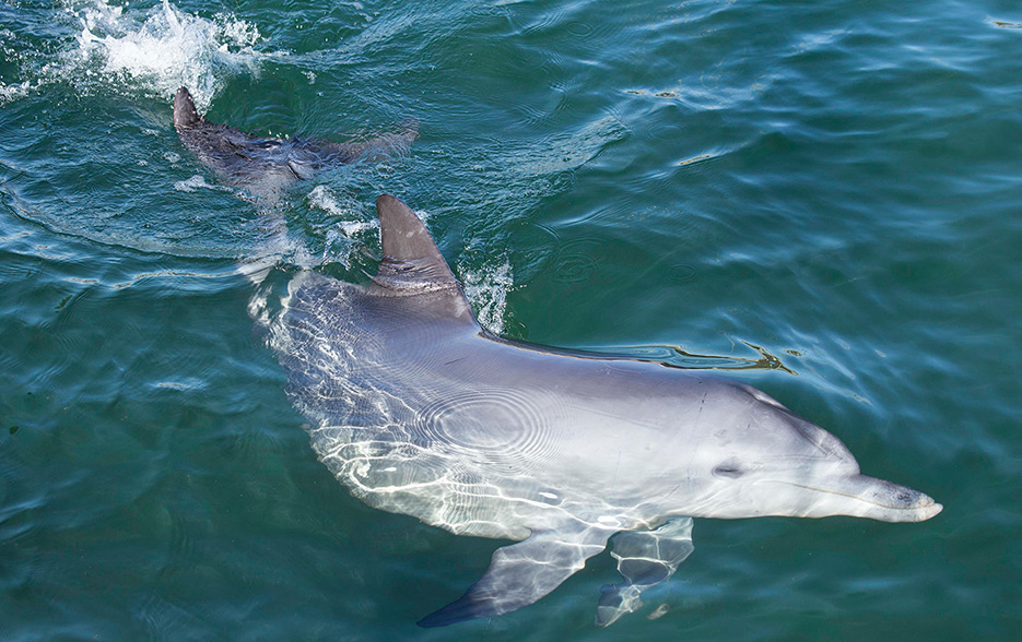 Quiet aids dolphins Fremantle Herald Interactive